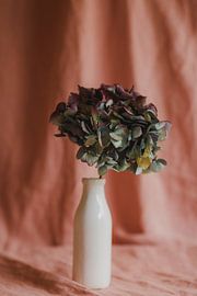 Fond rose hortensia sur Diewke Eerdekens