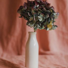 Hortensie rosa Hintergrund von Diewke Eerdekens