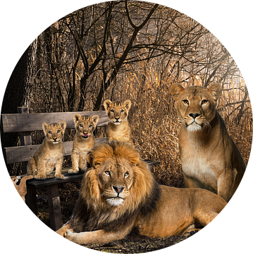 Leeuw en leeuwin met 4 welpen van Bert Hooijer
