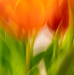 Tulpen | Atmosphäre
