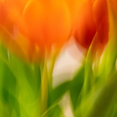 Tulpen | Sfeerbeeld