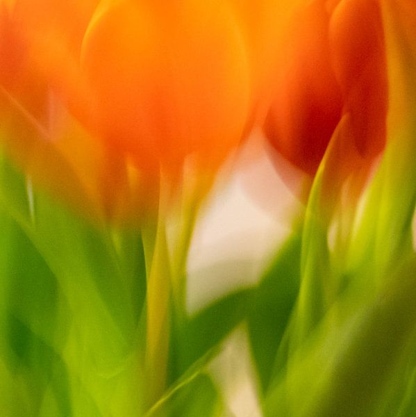 Tulpen | Atmosphäre von Rob van der Pijll