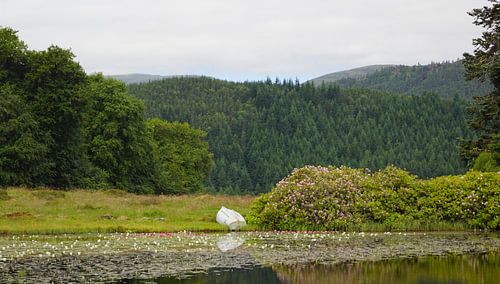Waterlelievijver