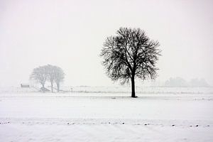 Boom in wit polderlandschap