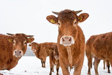 Koeien in besneeuwd weiland van Afke van den Hazel