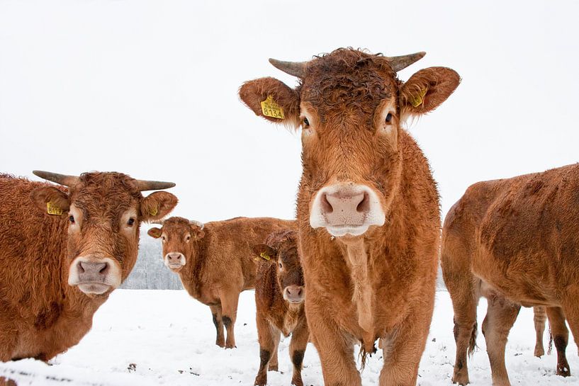 Kühe in schneebedeckter Wiese von Afke van den Hazel