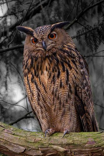 Hibou sur Mark Baas