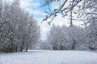 Beautiful snow landscape with snowy trees under a bright blue sky by Kim Willems thumbnail