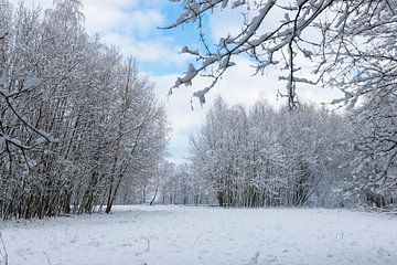 Beautiful snow landscape with snowy trees under a bright blue sky by Kim Willems