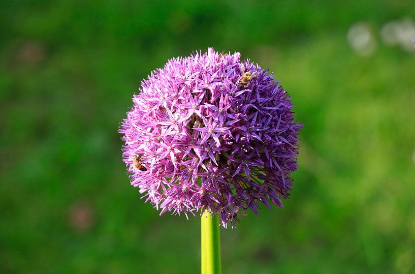 Alium van Thomas Jäger