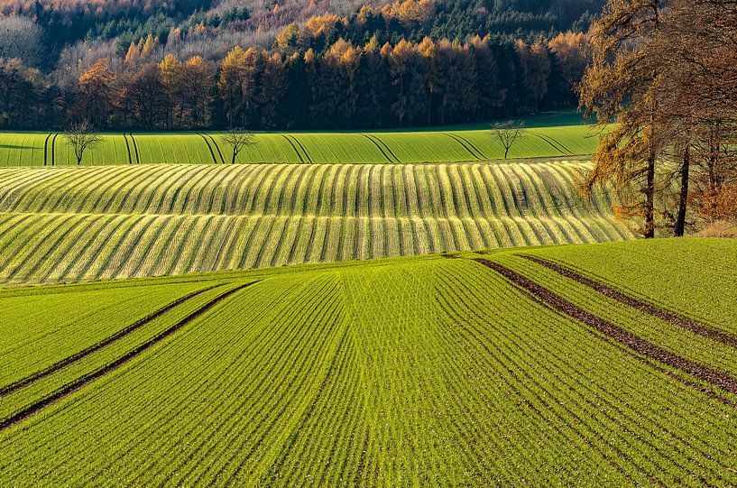 Green fields and dark forest by Frank Kuschmierz