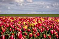 Cirque de tulipes à fourrure de couleurs dans le champ de bulbes par Fotografiecor .nl Aperçu