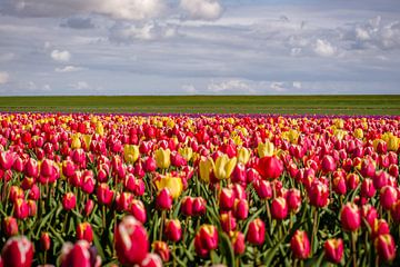 Cirque de tulipes à fourrure de couleurs dans le champ de bulbes