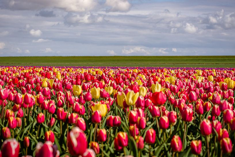 Cirque de tulipes à fourrure de couleurs dans le champ de bulbes par Fotografiecor .nl