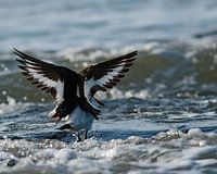 scholekster Haematopus ostralegus met open vleugels