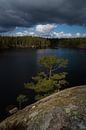 Zweden, het natuurlijke landschap van licht en donker van Bart Cox thumbnail