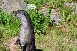 Otter van Mirjam Welleweerd