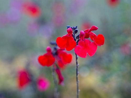 Salvia by Rob Boon