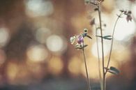 flowers part 292 by Tania Perneel thumbnail