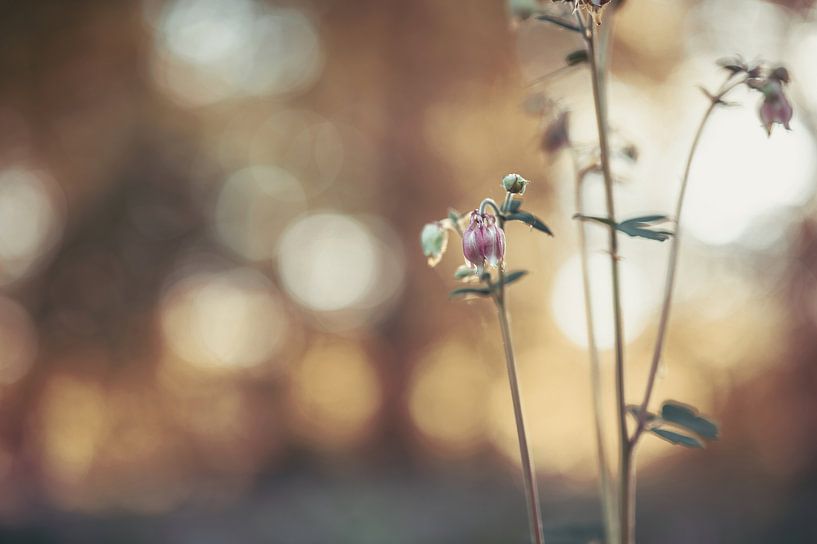 flowers part 292 by Tania Perneel