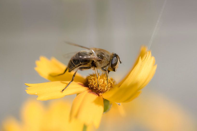 Hover Fly by Phil Buckley