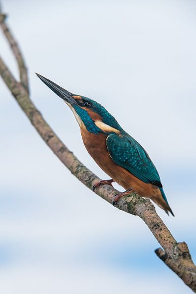 IJsvogel (Alcedo atthis) in dreighouding van Robben
