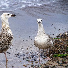 Two on the coast by Kirsten Warner