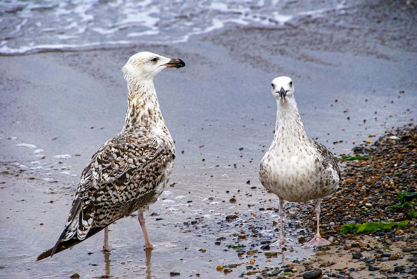 Two on the coast by Kirsten Warner