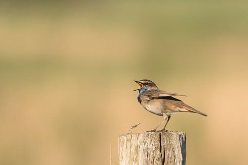 Bluethroat in Zeeuws-Vlaanderen
