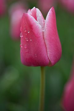Roze tulp von Patricia van Nes