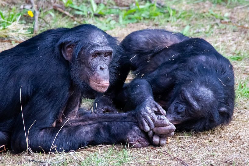 Bonobo's vinden elkaar lief von Arnold van der Horst
