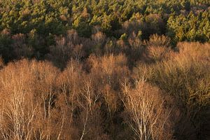 Forest from a birds eye view sur Elroy Spelbos Fotografie