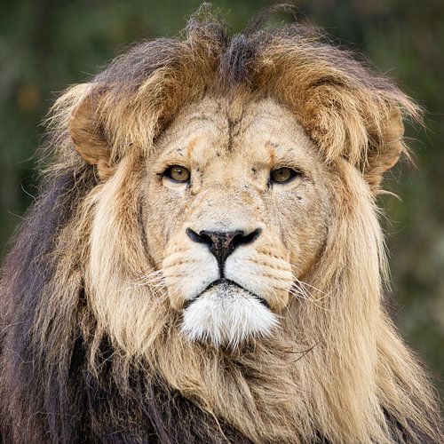 Face to Face with the King