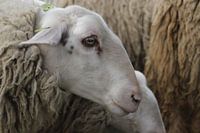 sheep