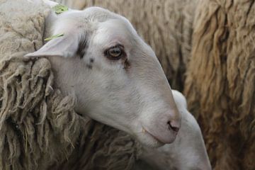 mouton sur matthijn elzinga