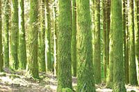 Forest with moss