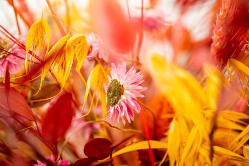Flower-Power