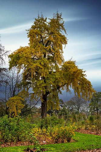 Uitzicht op een prachtige boom in de rozentuin in Sangerhausen