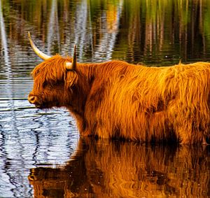 Schottische Highlander