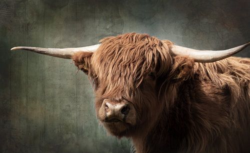 Portret van Schotse Hooglander met vintage bewerking