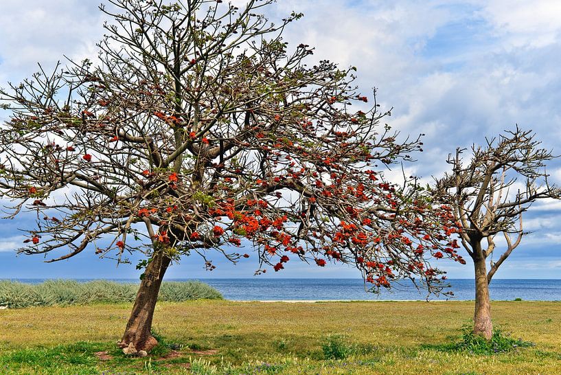 Sizilianischer Frühling in Palermo am Meer  von Silva Wischeropp
