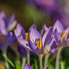 Farmer crocus comes out after snow by Eagle Wings Fotografie