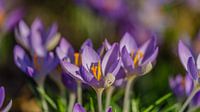 Farmer crocus comes out after snow