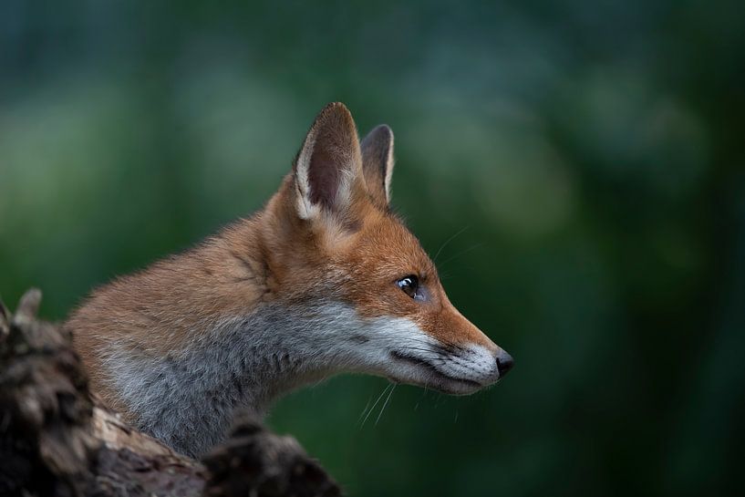 fox portrait by Hester Goeman