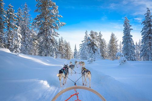 Poolhonden trekken de slede in Finland