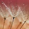Dandelion with drops by Kees Smans