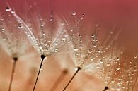 Dandelion with drops by Kees Smans thumbnail