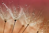 Dandelion with drops