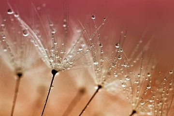 Dandelion with drops by Kees Smans