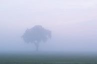 Boom in de mist , Tree in the mist van Art Wittingen thumbnail